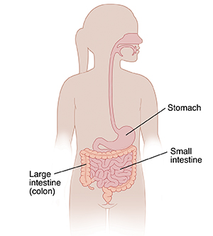 Outline of girl showing digestive tract.