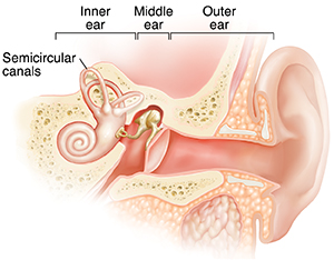 Cross section of ear showing outer, inner, and middle ear structures.